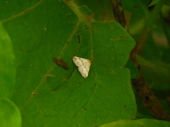 Bleptina acastusalis