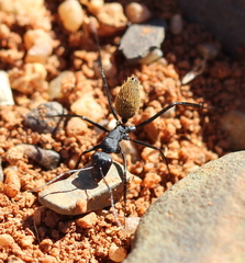 Camponotus fulvopilosus