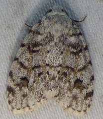 Clemensia ochreata