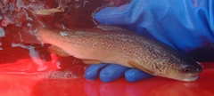 Salmo marmoratus