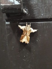 Callopistria floridensis