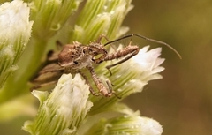 Irantha