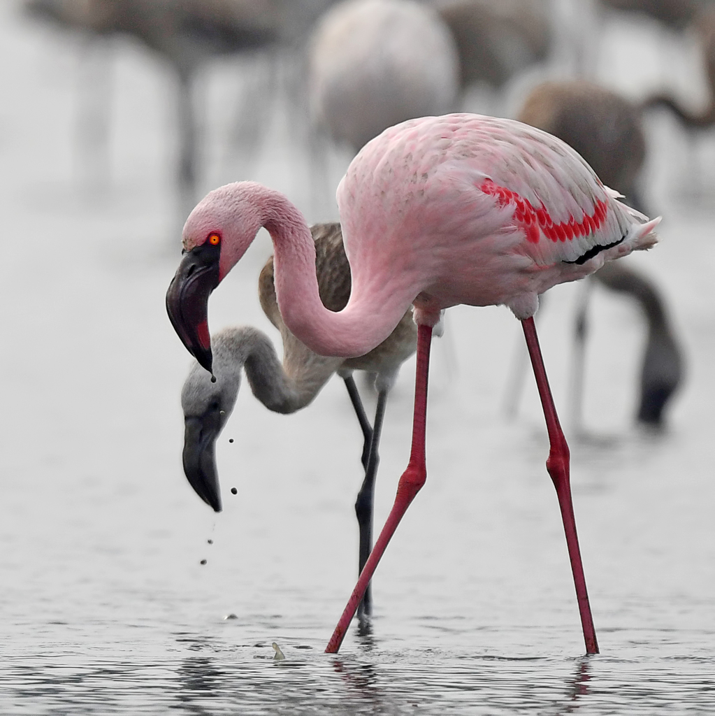 Lesser Flamingos