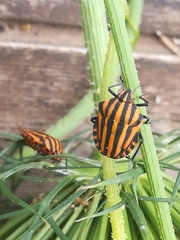 Graphosoma lineatum siciliensis