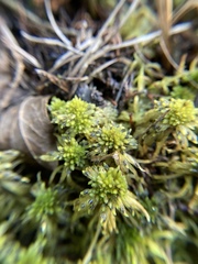 Sphagnum recurvum