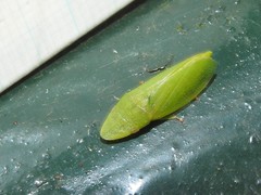 Petalocephala