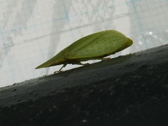Petalocephala