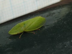 Petalocephala