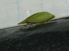 Petalocephala