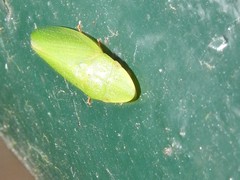 Petalocephala