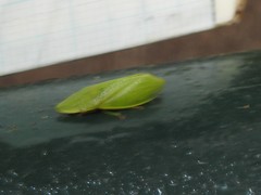 Petalocephala