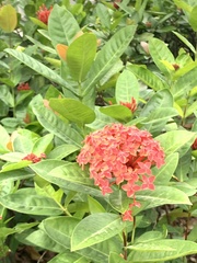 Ixora