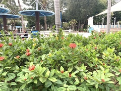Ixora