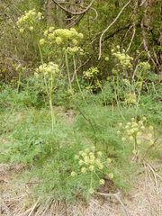 Lomatium multifidum