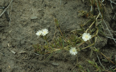 Delosperma inconspicuum