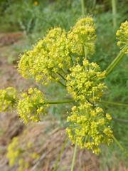 Lomatium multifidum