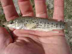 Fundulus majalis