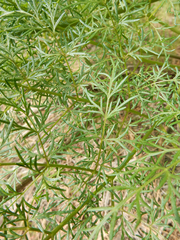 Lomatium multifidum