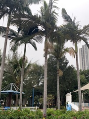 Archontophoenix alexandrae