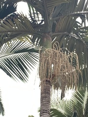 Archontophoenix alexandrae