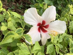 Hibiscus rosa-sinensis