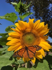 Danaus plexippus
