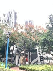 Koelreuteria bipinnata