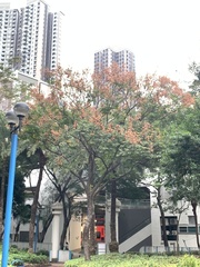 Koelreuteria bipinnata