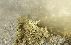 Thecacera