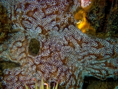 Botrylloides leachii