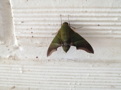 Oryba achemenides