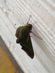 Oryba achemenides