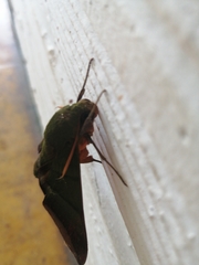 Oryba achemenides