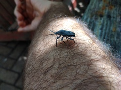 Pseudatelus