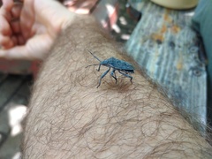 Pseudatelus