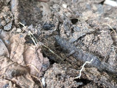 Lepidoptera