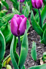 Tulipa gesneriana