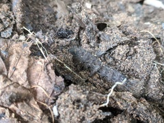 Lepidoptera