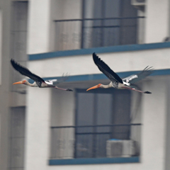 Mycteria leucocephala