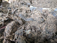 Lepidoptera