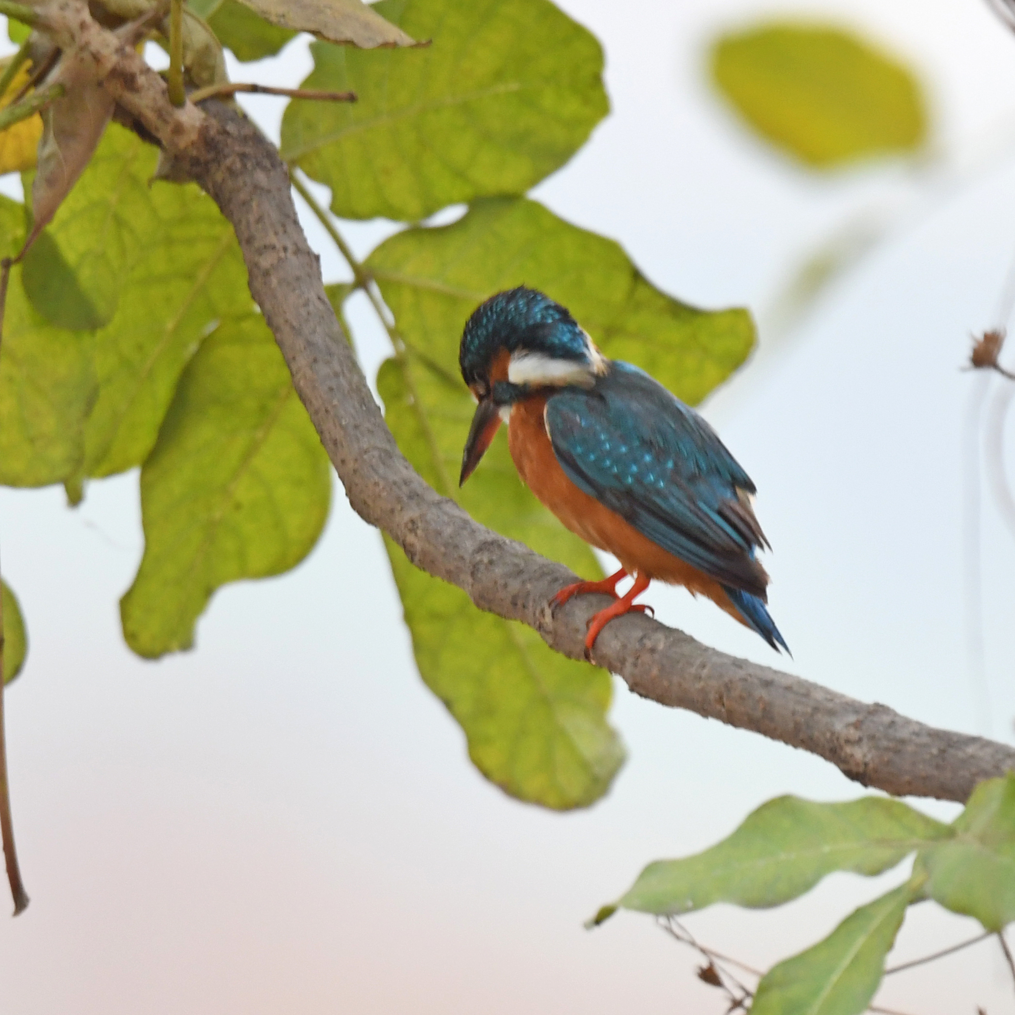 Common Kingfisher