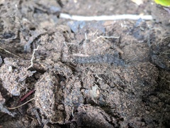 Lepidoptera
