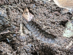 Lepidoptera