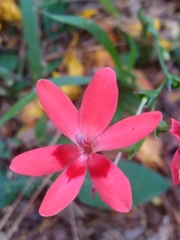 Freesia laxa