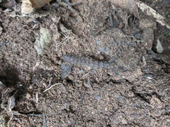 Lepidoptera