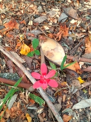 Freesia laxa