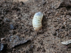 Cetoniinae