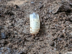 Cetoniinae