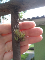 Tillandsia loliacea