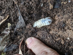 Cetoniinae